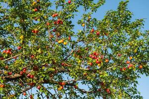 Red and yellow coloured delicious plum fruits on the plum tree branch. photo