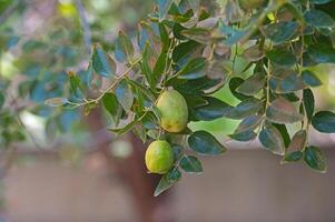 Chinese persimmon, jujube, unripe on the tree, on the branch. photo