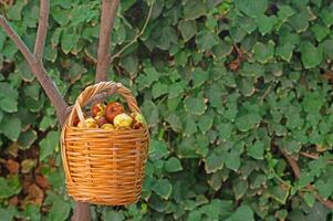 Jujube, Chinese persimmon picked from a tree in a basket. photo