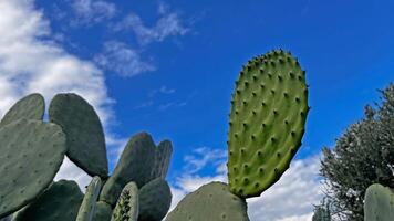 Cactus plant whose fruits can be eaten in Antalya Turkey. photo