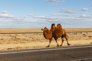 Two-humped camel goes on the road photo