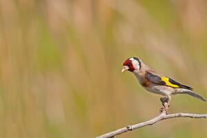 Small colorful bird perched on a tree branch. Blurred background. Copy space. European goldfinch, Carduelis carduelis. photo