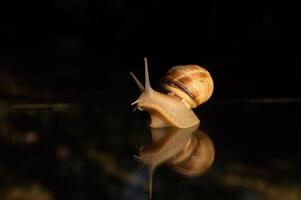 Snail and its reflection on a glass background. Black background. photo