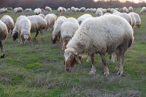 A flock of sheep grazing in a pasture. photo