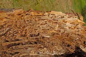 Tree trunk eaten by insects. Natural old tree texture. Wood surface defects and fibres up close. photo