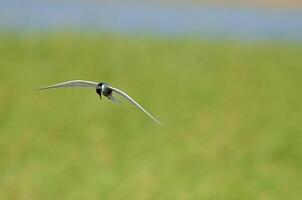 A white wetland bird flying over the lake. The bird is being hunted. Common Tern, Sterna hirundo. Green background. photo