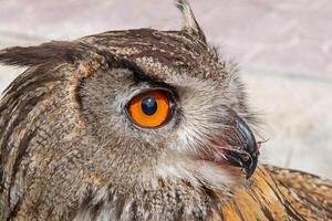 A close-up showing the intense gaze of a Eurasian Eagle Owl. Latin name Bubo bubo, selective focus. photo