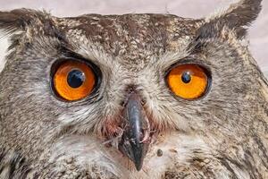 A close-up showing the intense gaze of a Eurasian Eagle Owl. Latin name Bubo bubo, selective focus. photo