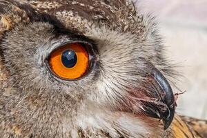 A close-up showing the intense gaze of a Eurasian Eagle Owl. Latin name Bubo bubo, selective focus. photo