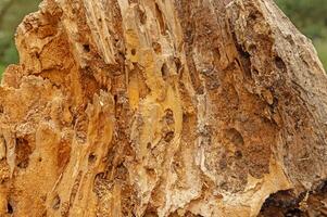 Tree trunk eaten by insects. Natural old tree texture. Wood surface defects and fibres up close. photo