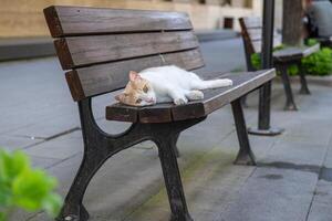 Lazy cat sleeping on a bench in a public park. photo