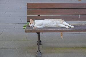 Lazy cat sleeping on a bench in a public park. photo