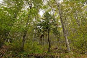 Forest with dense and very tall trees in summer. photo