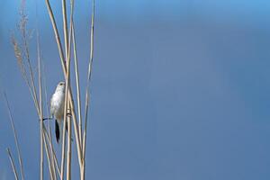 Female Bearded Reedling, Panurus biarmicus on a reed stick. photo