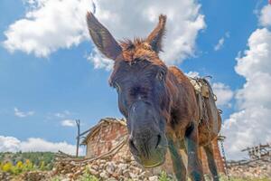 Funny donkey photo with blue sky background.