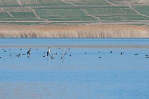 Birds perched on dry tree branches in the wetland and swimming in the lake. Great Cormorant, Eurasian Coot. photo