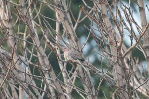 A bird perched between the dense branches of a tree. Laughing Dove, Spilopelia senegalensis. photo