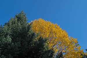 A tree with yellow leaves in autumn against the sky. photo