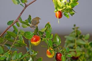 Ripe fruits on a jujube tree and a small bird on a branch. Willow Warbler, Phylloscopus trochilus photo