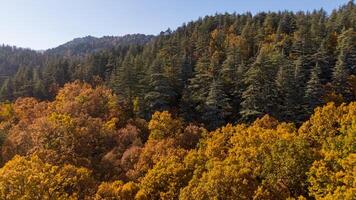 Wonderful fall scenery. Drone view of the autumn forest. Autumn view of oak forest and cedar trees. Aerial shot. Quercus vulcanica. photo