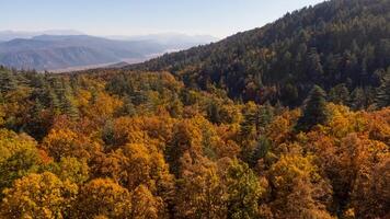 Wonderful fall scenery. Drone view of the autumn forest. Autumn view of oak forest and cedar trees. Aerial shot. Quercus vulcanica. photo