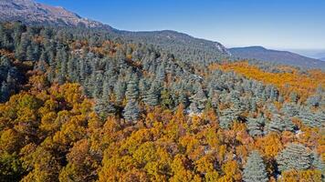Wonderful fall scenery. Drone view of the autumn forest. Autumn view of oak forest and cedar trees. Aerial shot. Quercus vulcanica. photo