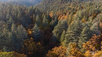Wonderful fall scenery. Drone view of the autumn forest. Autumn view of oak forest and cedar trees. Aerial shot. Quercus vulcanica. photo