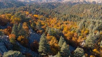 Wonderful fall scenery. Drone view of the autumn forest. Autumn view of oak forest and cedar trees. Aerial shot. Quercus vulcanica. photo