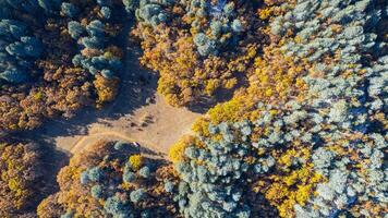 Wonderful fall scenery. Drone view of the autumn forest. Autumn view of oak forest and cedar trees. Aerial shot. Quercus vulcanica. photo