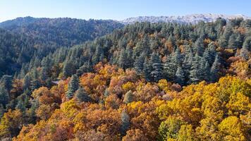 Wonderful fall scenery. Drone view of the autumn forest. Autumn view of oak forest and cedar trees. Aerial shot. Quercus vulcanica. photo