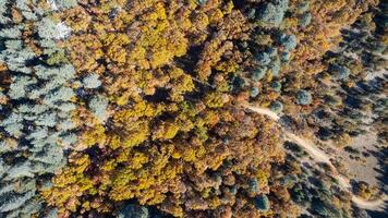 Wonderful fall scenery. Drone view of the autumn forest. Autumn view of oak forest and cedar trees. Aerial shot. Quercus vulcanica. photo