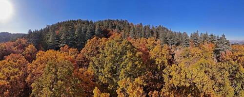 Wonderful fall scenery. Drone view of the autumn forest. Autumn view of oak forest and cedar trees. Aerial shot. Quercus vulcanica. photo
