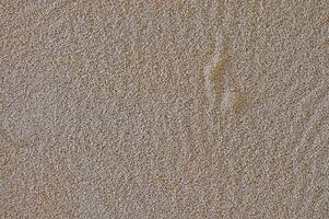 Yeast grains on a mixture of milk and water used in dough making. photo