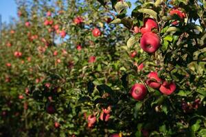 Ripe, red, delicious apples in the apple orchard. photo