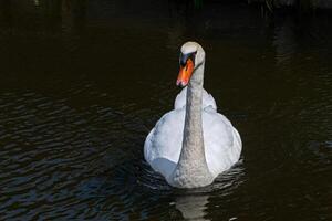White swan swimming in the pond with lotus petals. photo