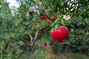Pomegranate fruits on a tree branch in a pomegranate garden. Ripe, red, delicious pomegranate fruits. photo