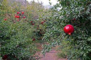 Pomegranate fruits on a tree branch in a pomegranate garden. Ripe, red, delicious pomegranate fruits. photo