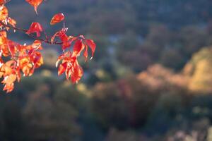 Red color autumn leaves, with copy space. photo