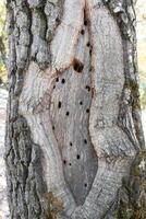 A tree trunk pierced by woodpeckers. photo