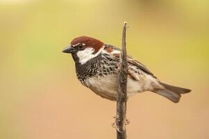 Close-up of a sparrow perched on a branch. Color gradient and blurred background. Spanish Sparrow, Passer hispaniolensis photo