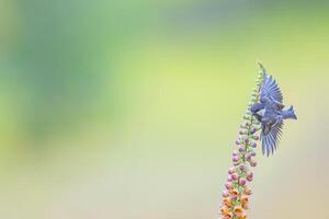 Small songbird on a flower. Bird with open wings. Coal Tit, Periparus ater, blurred green background, copy space. photo