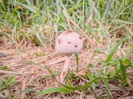 Close-Up of a Mushroom Growing on Grass photo
