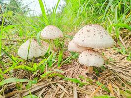 Cluster of Wild Mushrooms Growing in Grassland photo