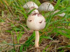 Close-Up of a Mushroom Growing on Grass photo