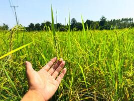 Hand Holding Rice Panicles in a Green Paddy Field, Agriculture Scene with Blue Sky, Farming and Harvest Concept photo