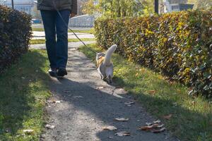 Autumn walk with a dog on a tree-lined pathway photo