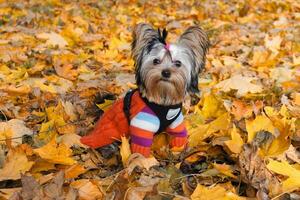 Adorable yorkie in colorful sweater amongst autumn leaves on a walk photo