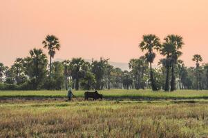 Farmer with cow plowing on rice field groove in sugar palm plantation photo
