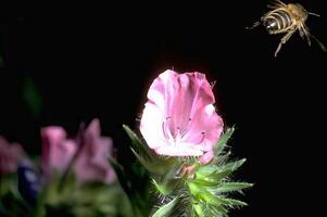 A Vibrant Flower and Bee Pollinating in Nature photo