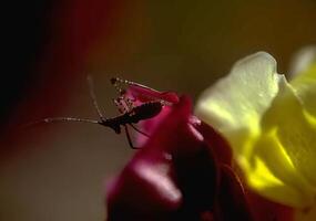 Pink Flower with Bee Pollinating photo